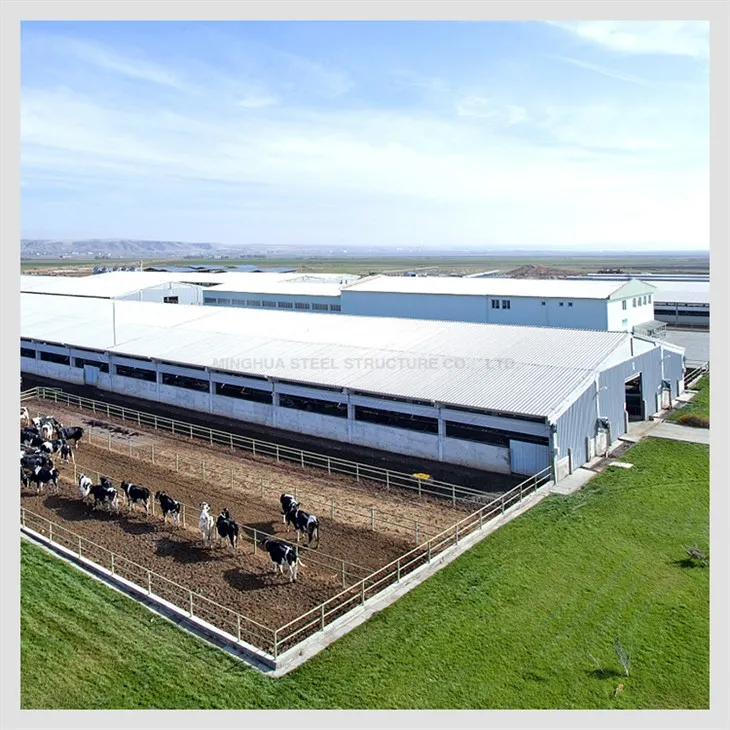 Steel Structure Dairy Farm